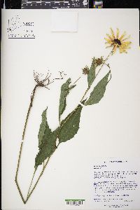 Rudbeckia fulgida image