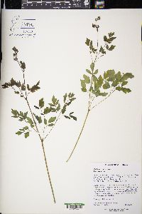 Thalictrum dasycarpum image