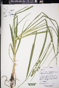 Carex sparganioides image