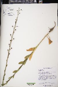 Verbascum blattaria image