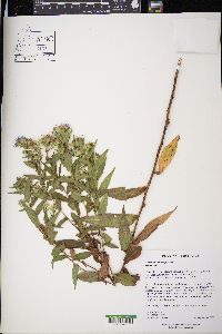 Symphyotrichum firmum image