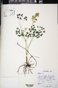 Thalictrum dioicum image