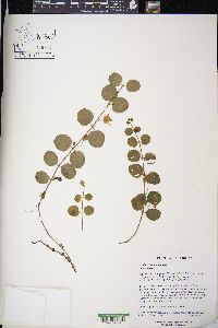 Lysimachia nummularia image