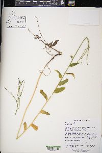 Hesperis matronalis image