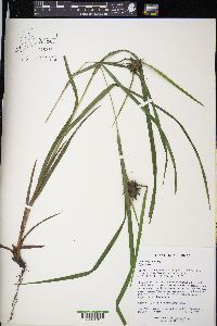 Carex grayi image
