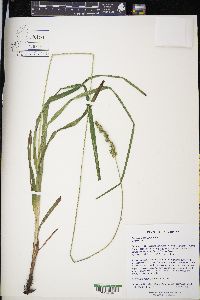 Carex sparganioides image