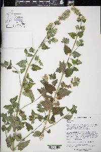 Nepeta cataria image