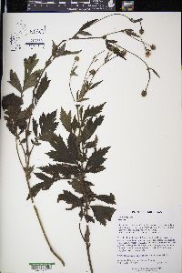 Geum aleppicum image