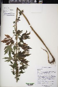 Leonurus cardiaca image
