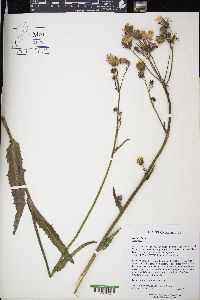 Lactuca biennis image