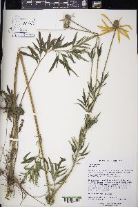 Ratibida pinnata image