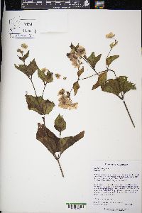 Mirabilis nyctaginea image