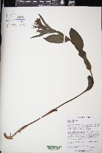 Epipactis helleborine image