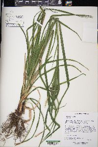 Carex grayi image