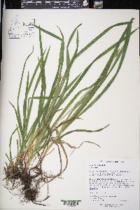 Carex hirtifolia image