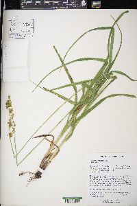 Carex sparganioides image