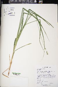 Carex sparganioides image