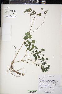 Thalictrum dioicum image