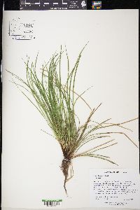 Carex jamesii image