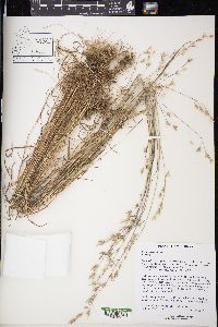 Bromus racemosus image