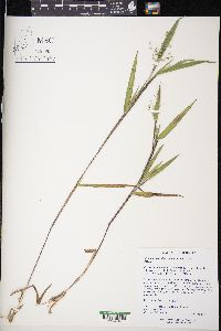 Dichanthelium oligosanthes image