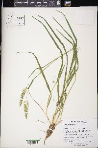 Anthoxanthum odoratum image