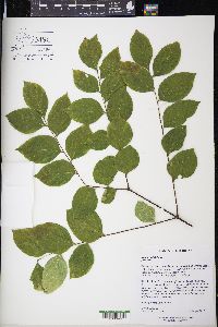 Gymnocladus dioicus image