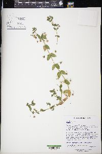 Lysimachia arvensis image