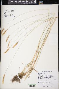 Anthoxanthum odoratum image