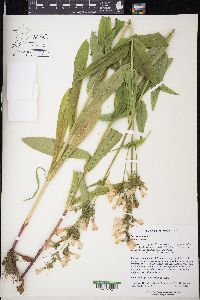 Penstemon digitalis image