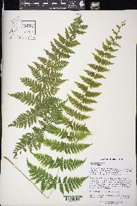 Dryopteris clintoniana image