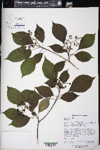 Cornus alternifolia image