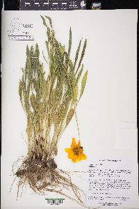 Coreopsis lanceolata image