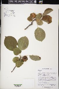 Malus pumila image