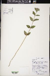 Clinopodium vulgare image