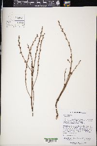 Epifagus virginiana image