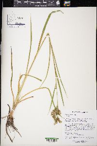 Scirpus pendulus image