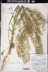 Lepidium campestre image