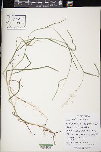 Festuca subverticillata image
