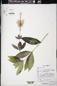 Veronicastrum virginicum image