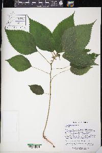 Urtica gracilis image