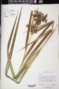 Scirpus expansus image