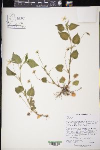 Viola striata image