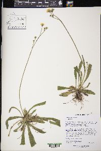 Hieracium caespitosum image