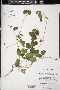 Potentilla indica image