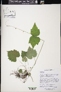 Mitella diphylla image