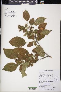 Malus sieboldii image