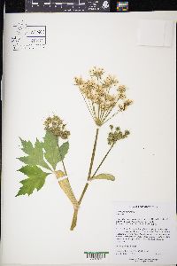 Heracleum maximum image