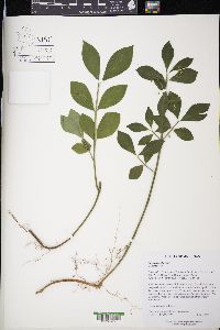 Euonymus obovatus image