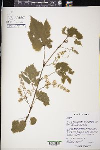 Vitis riparia image